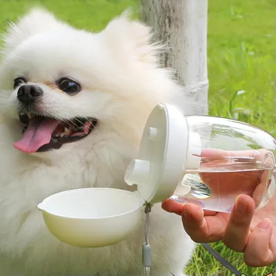 UAMLY Distributeur d'eau portable pour animaux de compagnie