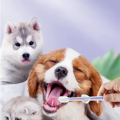 UAMLY Brosse à dents en silicone pour chat