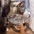UAMLY Gamelles surélevées pour chats de grand diamètre
