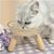 UAMLY Gamelles surélevées pour chats de grand diamètre