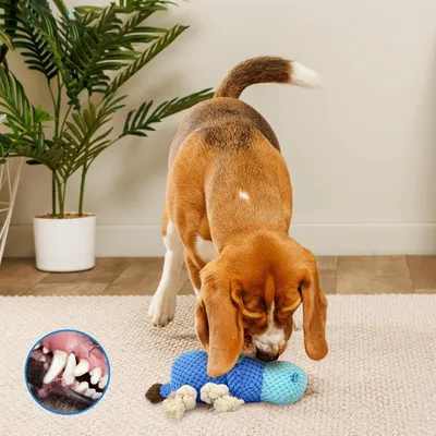 UAMLY Jouets en peluche pour chiens