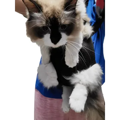 UAMLY Sac à dos de transport pour chat avant