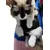 UAMLY Sac à dos de transport pour chat avant UAMLY Sac à dos de transport pour chat avant