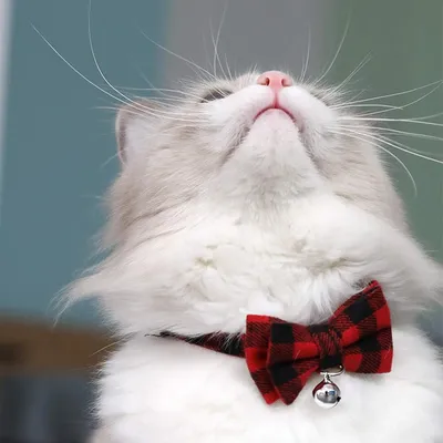 UAMLY Collier pour chat avec nœud à carreaux
