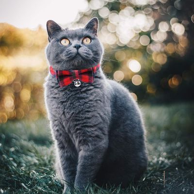 UAMLY Collar para gato con lazo a cuadros