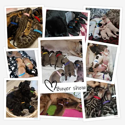 UAMLY Collier Chiot, ID d'Identification Réglable Ruban