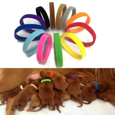 UAMLY Colliers d'identification réglables pour chiots
