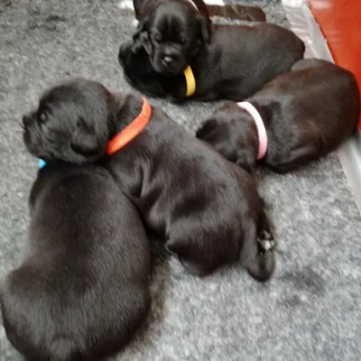 UAMLY Collier Chiot, ID d'Identification Réglable Ruban