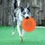 IntiMeg Frisbee résistant pour chien