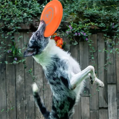 IntiMeg Frisbee résistant pour chien