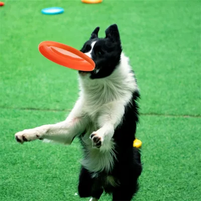 IntiMeg Frisbee résistant pour chien