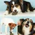 IntiMeg Bâtonnet de nettoyage des dents pour chien
