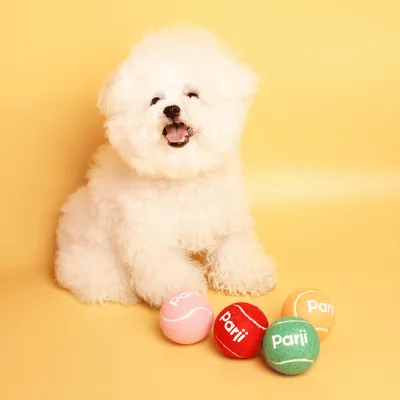 IntiMeg Lot de balles de tennis pour chien