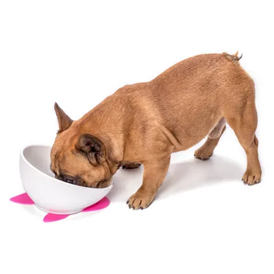 IntiMeg cuenco de cerámica para perros