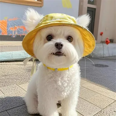 IntiMeg Chapeau de soleil pour chiens et chats IntiMeg Chapeau de soleil pour chiens et chats