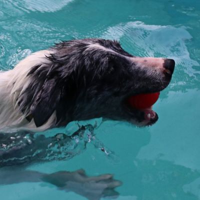 IntiMeg pelota masticable para perros