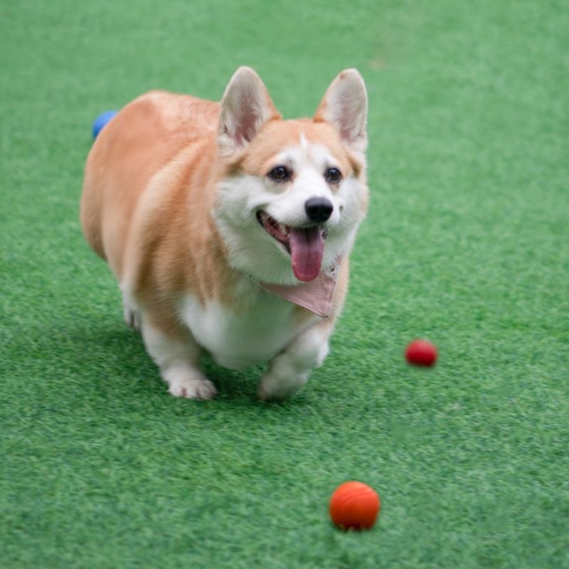 IntiMeg Balle à mâcher pour chiens