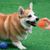 IntiMeg Balle à mâcher pour chiens