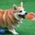 IntiMeg Balle à mâcher pour chiens