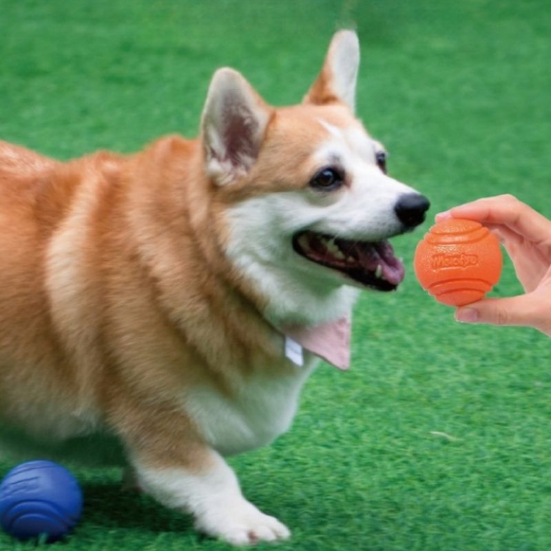 IntiMeg Balle à mâcher pour chiens