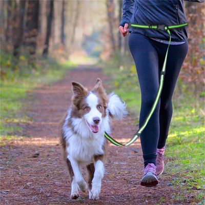 IntiMeg Laisse de dressage pour chien
