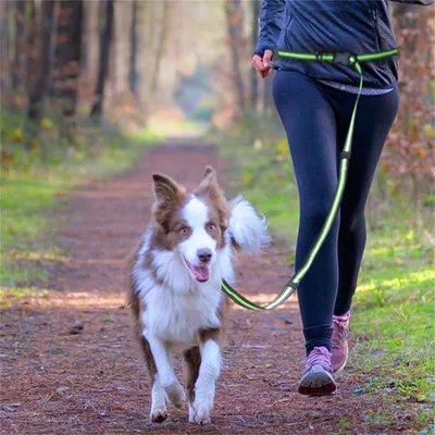 IntiMeg Laisse de dressage pour chien