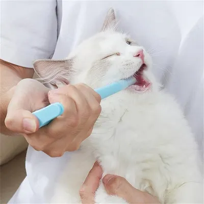 IntiMeg 2PCS Distributeur de médicaments pour chats