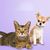 IntiMeg Collier de phéromones pour chats et chiens