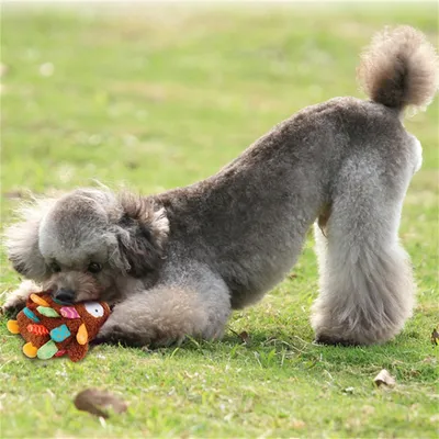 IntiMeg Jouet lapin pour chiots et petits chiens