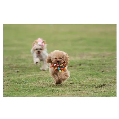 IntiMeg Jouet lapin pour chiots et petits chiens