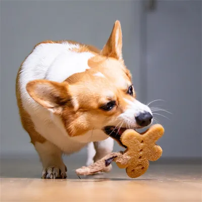 IntiMeg Jouet en caoutchouc pour nettoyer les dents des chiots