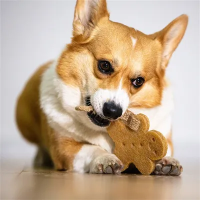 IntiMeg Jouet en caoutchouc pour nettoyer les dents des chiots