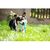 IntiMeg Jouet en peluche hibou pour chiens et chats