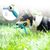 IntiMeg Jouet en peluche hibou pour chiens et chats