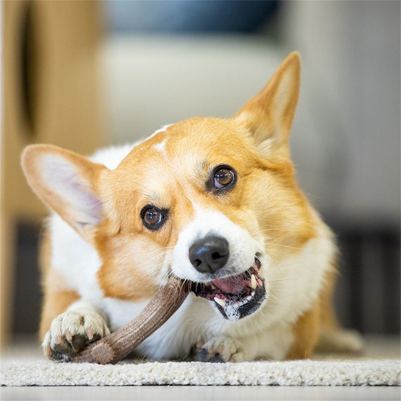 IntiMeg Os de grignotage en bois de chevreuil pour chiens
