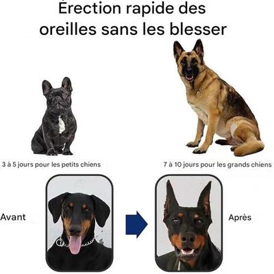 IntiMeg Sticker pour dressage des oreilles de chien