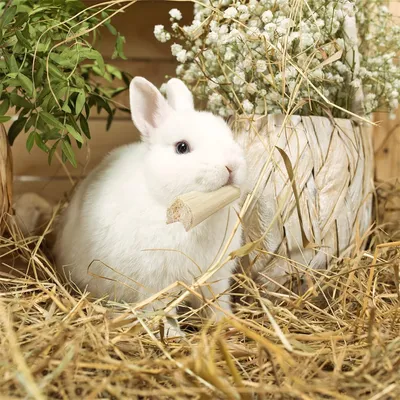 IntiMeg Jouets à mâcher en bambou naturel pour petits animaux