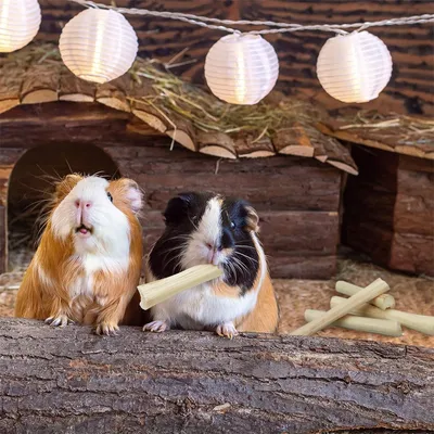 IntiMeg Jouets à mâcher en bambou naturel pour petits animaux