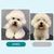 IntiMeg Spray de soins capillaires pour chats et chiens