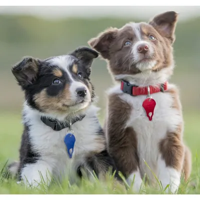 IntiMeg Lot de 3 outils pour Pince à tiques