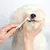 IntiMeg Kit de soins dentaires pour animaux de compagnie