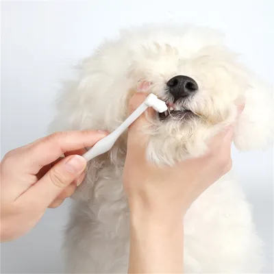 IntiMeg Kit de soins dentaires pour animaux de compagnie
