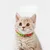 IntiMeg Collier pour chat d'Halloween,Pompons rouges et verts
