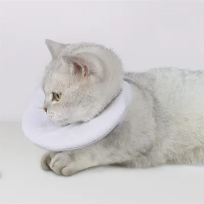 IntiMeg Collerette de protection pour chat