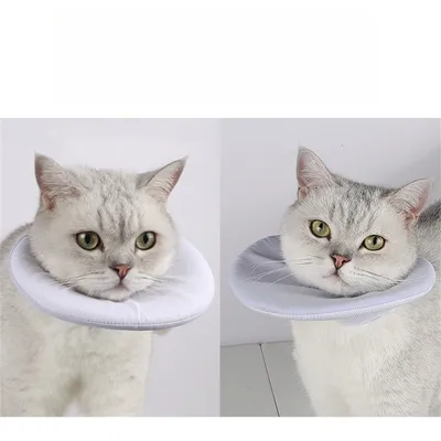 IntiMeg Collerette de protection pour chat