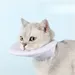 IntiMeg Schutzkragen für Katzen