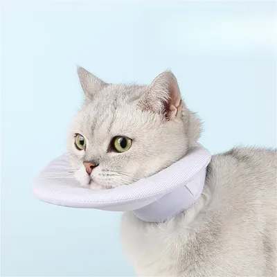 IntiMeg Collerette de protection pour chat
