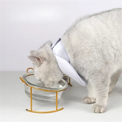 IntiMeg Collerette de protection pour chat