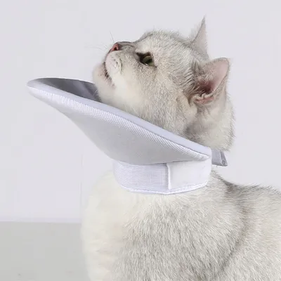 IntiMeg Collerette de protection pour chat