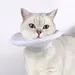 IntiMeg Schutzkragen für Katzen